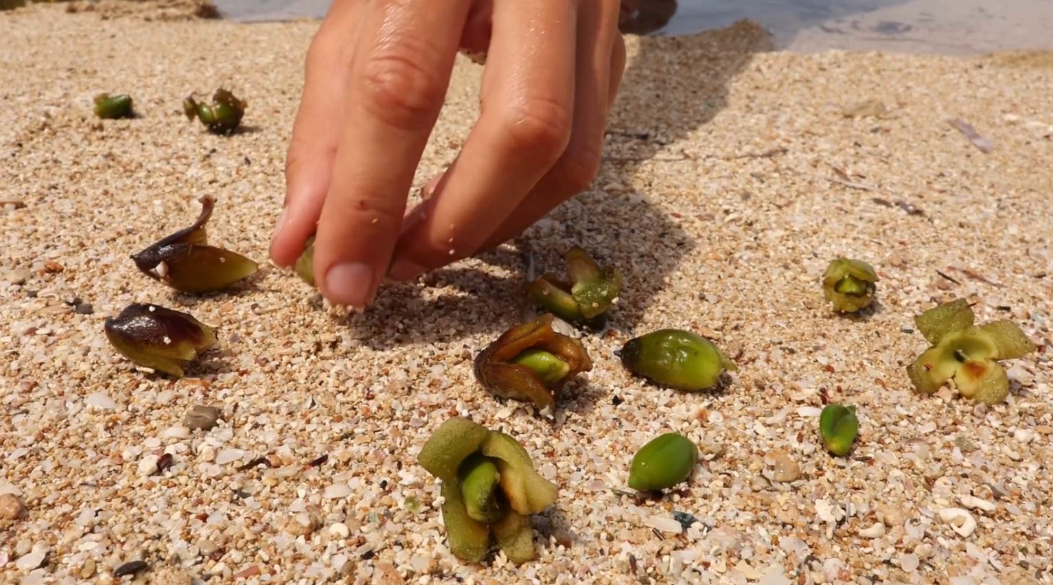 Mano recogiendo frutos de posidonia en la orilla